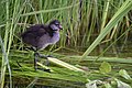 Chick of a water rail