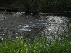 fishing in waves of a river in the city