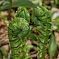 42 Matteuccia struthiopteris fiddleheads uploaded by The Cosmonaut, nominated by The Cosmonaut,  13,  0,  1
