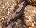 32 Murión (Gymnothorax unicolor), Madeira, Portugal, 2019-05-31, DD 49 uploaded by Poco a poco, nominated by Poco a poco,  17,  0,  0