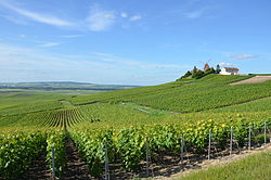 Vignobles de Champagne près de Verzenay