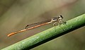 5 Agriocnemis falcifera 2017 10 22 1465 uploaded by Alandmanson, nominated by Alandmanson