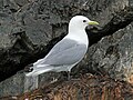 Gull Island, Kachemak Bay, Alaska