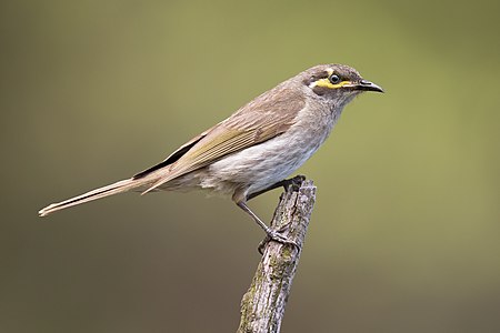 "Caligavis_chrysops_-_Lake_Parramatta_Reserve.jpg" by User:JJ Harrison