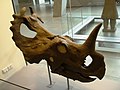 Centrosaurus