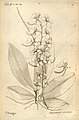 Aerangis citrata (as syn. Angraecum citratum) plate 61 in: A.A. Du Petit-Thouars: Histoire particulière des plantes Orchidées (1822)