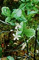 Rubus hispidus