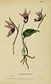 Calypso bulbosa (as syn. Calypso borealis) plate 3 in: Henry Correvon: Album des orchidées de l'Europe centrale et septentrionale Genève (1899)