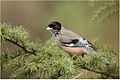 Garrulus lanceolatus (cat.)