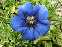 Gentiana occidentalis