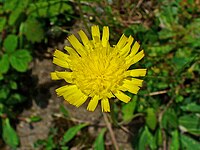 Hieracium pilosella