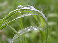 Rain on grass