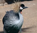 Crowned crane