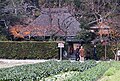 Rakushisha (落柿舎), the Fallen Persimmon Hut, with persimmons on the tree