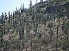 Sentinel Peak Tucson Arizona.JPG