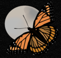 SVG illustration of a Viceroy butterfly backgrounded by stars and the Moon.