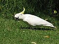 Cacatua galerita (cat.)