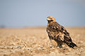 Aquila heliaca (cat.)