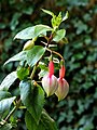 Fuchsia 'Cymon'.