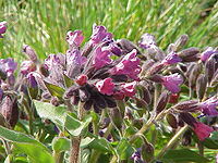 Pulmonaria montana