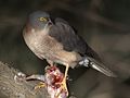 English: Collared Sparrowhawk Accipiter cirrocephalus (cat.)