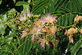 Albizia julibrissin