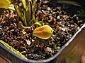 Dionaea muscipula 'Trichterfalle'