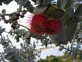 Eucalyptus rhodantha flower