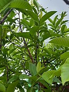 Guava Tree below the sky 02.jpg