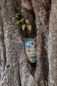 "Ingrown_oval_sculpture_of_human_head_in_a_tree_trunk_in_Laos_(1).jpg" by User:Basile Morin