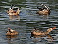 Kolkata, West Bengal, India