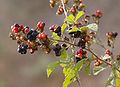 Rubus sanguineus