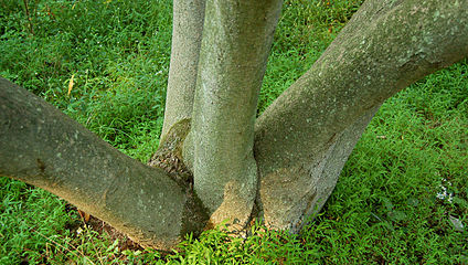 Sweetbay Magnolia Tree (Magnolia virginiana)