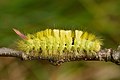 107 Calliteara pudibunda caterpillar - Keila1 uploaded by Iifar, nominated by Iifar,  18,  0,  0