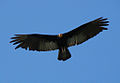 Cathartes melambrotus in flight (cat.)