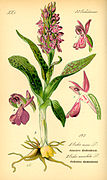 Illustration Orchis morio0.jpg