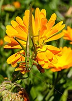 Rank: 40 Great green bush-cricket (Tettigonia viridissima) on a marygold blossom (Calendula officinalis)