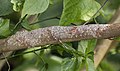 38 'Mossy leaf-tailed gecko (Uroplatus sikorae)' - a set of 2 files uploaded by Charlesjsharp, nominated by Charlesjsharp,  29,  0,  0