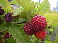 Rubus hawaiensis