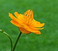 84 Trollius chinensis 'Golden Queen', opvallende bloem met warme oranjeachtige kleur. Locatie, Tuinreservaat Jonkervallei 05 uploaded by Famberhorst, nominated by Famberhorst