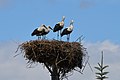 Nest with Stork Family