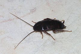 Blatta orientalis female (Oriental cockroach)