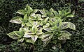 "Plectranthus_scutellarioides_NBG_LR.jpg" by User:PumpkinSky