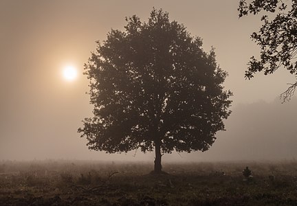 "Wandelen_over_de_Planken_Wambuis_vanuit_Mossel_071.jpg" by User:Agnes Monkelbaan