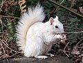 Image 2White (leucistic) eastern gray squirrel with a peanut