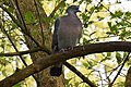 Woodpidgeon