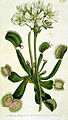 Dionaea muscipula plate 785 in: Curtis's Bot. Magazine, vol. 20, (1804)