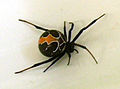 Latrodectus katipo ♀