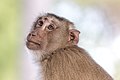 63 Macaca fascicularis looking up to the sky - side view and contre-jour portrait with smooth bokeh uploaded by Basile Morin, nominated by Basile Morin,  20,  0,  0