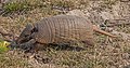 57 Six-banded armadillo (Euphractus sexcinctus) uploaded by Charlesjsharp, nominated by Charlesjsharp,  15,  0,  0